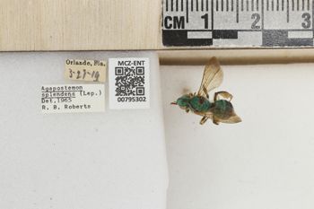 Media type: image;   Entomology 795302 Aspect: Labels